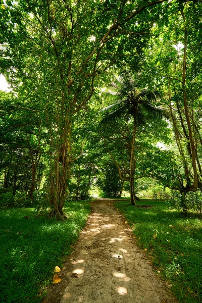 seyşeller güzel tropikal orman