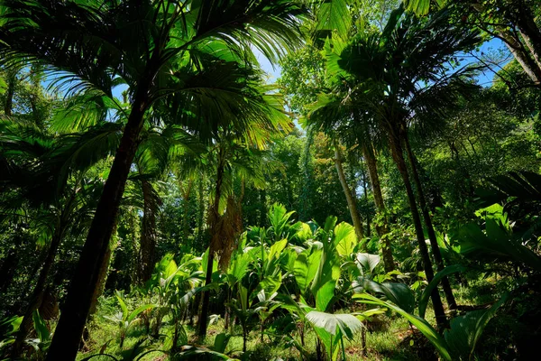 seyşeller güzel tropikal orman