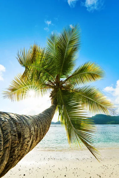 Coconut Palm Tree on Beach Baie Lazare i Seychellerna — Stockfoto