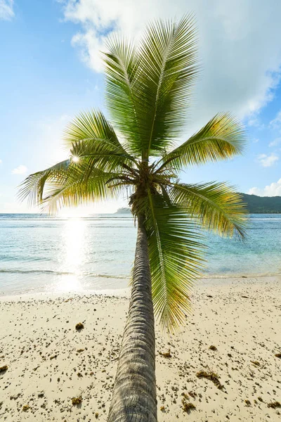 Coconut Palm Tree on Beach Baie Lazare i Seychellerna — Stockfoto