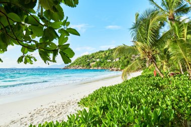 Hindistan cevizi palmiye ağacı ile Petite anse, praslin seyşeller