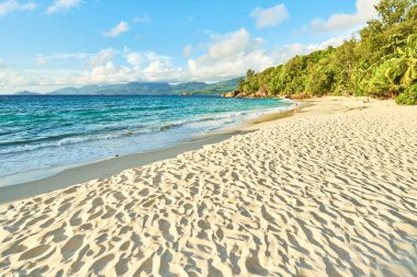 Hindistan cevizi palmiye ağacı ve beyaz kum, mahe, seyşeller ile Anse soleil