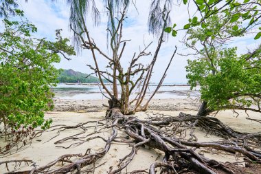 Anse St Jose plaja Curieuse ada kıyı izi. Seyşeller adalarının vahşi doğası