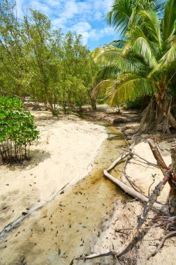 curieuse ada izi , seyşeller