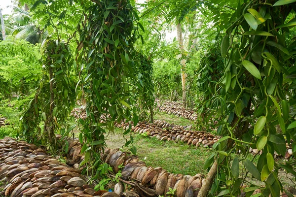 Vanilya ekimi. La Digue adası kırsal manzara. Seyşeller Adaları'nın doğası