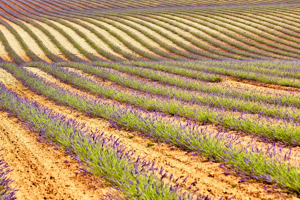 Levandulová pole. Náhorní plošina Valensole v Provence — Stock fotografie