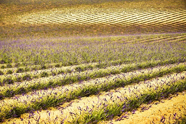 Campo di lavanda. L'altopiano di Valensole in Provenza — Foto Stock