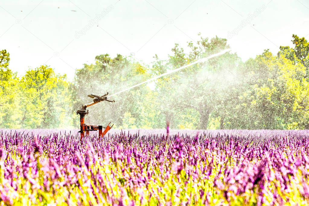 automatic watering can on a fields of lavand, valensole, france