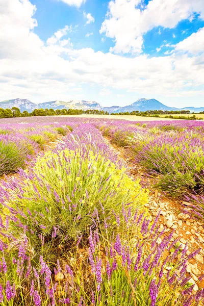 Provence, Lavender field, moustiers road, france — Stock Photo, Image