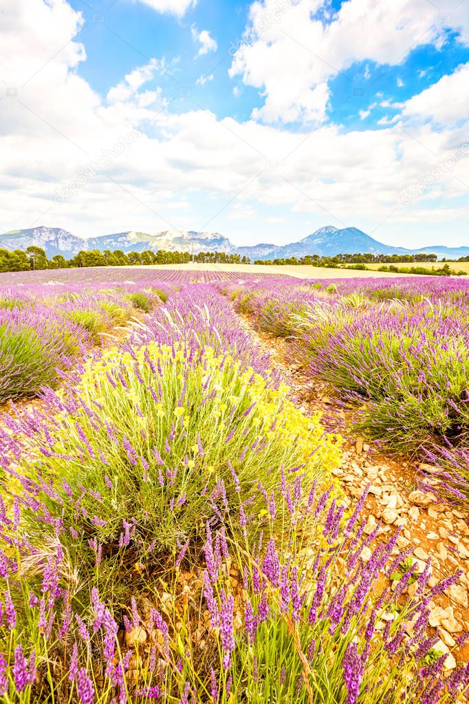 Provence, Lavender field, moustiers road, france