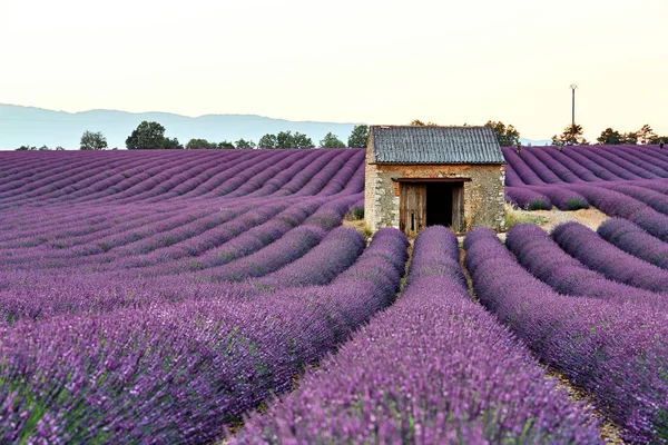 Lavendelfeld bei Sonnenuntergang in der Provence, Frankreich — Stockfoto