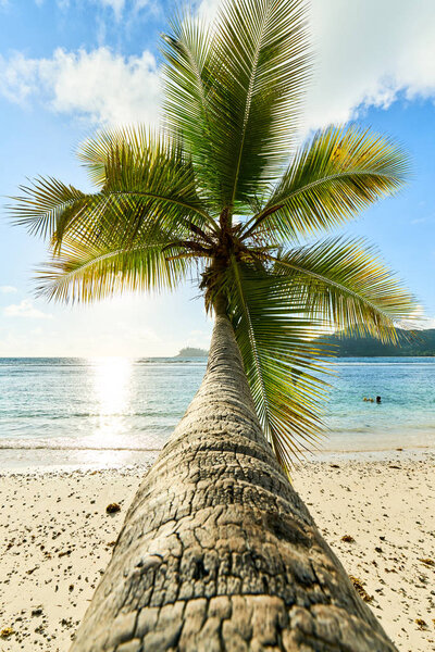 coconut palm tree on beach Baie Lazare, seychelles