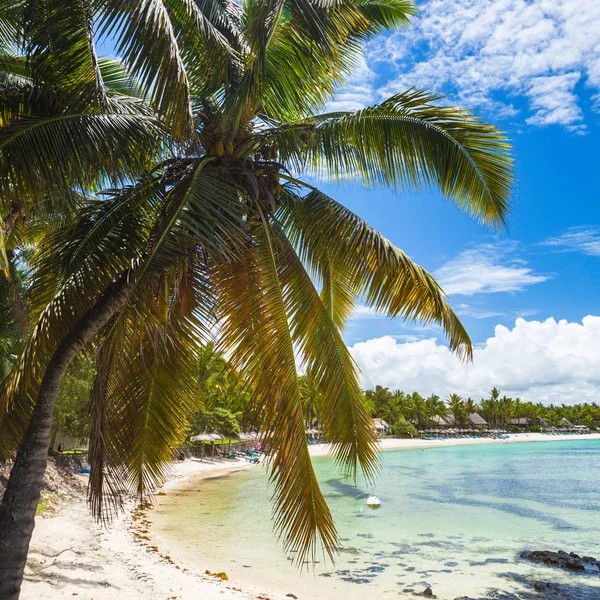 Belle Mare Beach Mauritius Island Tropical Beach — стоковое фото