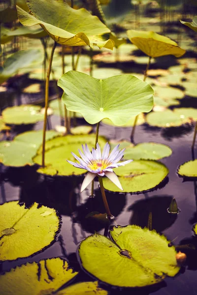 Lotus Flowers Mauritius Botanic Garden Pamplemousses Royalty Free Stock Images