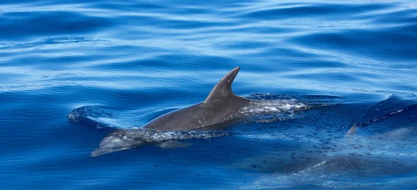 Дельфины Остров Воссоединения Поездка Кремнеземах — стоковое фото