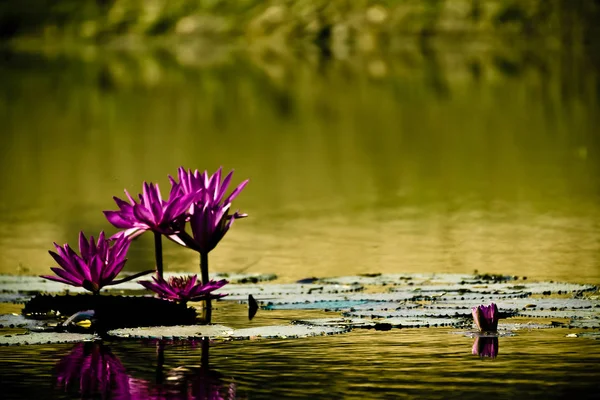 Λουλούδι Lotus Λιμνούλα Ταϊλάνδη — Φωτογραφία Αρχείου