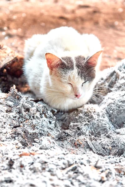 sleeping cat next to hot ashes