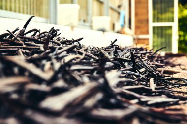 La Runion 'daki vanilya üretim tesisinde kurutulmuş vanilyalı fasulye manzarası. Taze vanilyayı yüksek kaliteli aromatik kapsüllere dönüştürme sürecinin bir parçası..