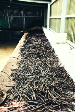 La Runion 'daki bir vanilya çiftliğinde doğal olarak kuruyan taze toplanmış vanilya kabukları, adada geleneksel vanilya üretim sürecini gözler önüne seriyor..