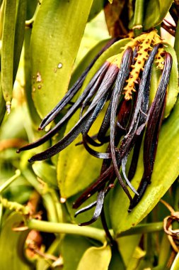  suspension Bridge Pont Des Anglais in St. Anne, Reunion Island.