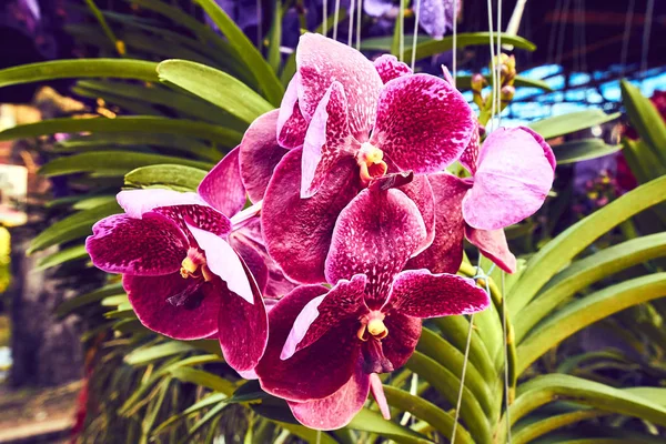 orchidea flower, reunion island