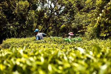 Mauritian çay toplayıcıları geniş yeşil alanlarda Bois Chri yaprakları topluyor, adaların sürdürülebilir tarım ve kültürel korunmaya olan bağlılığını yansıtıyorlar..