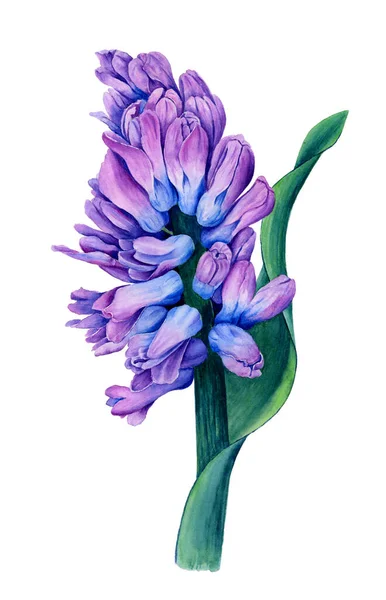 Violet Blue Hyacinth Flower Vintage Watercolor Illustration Isolated White Background — Stock Photo, Image