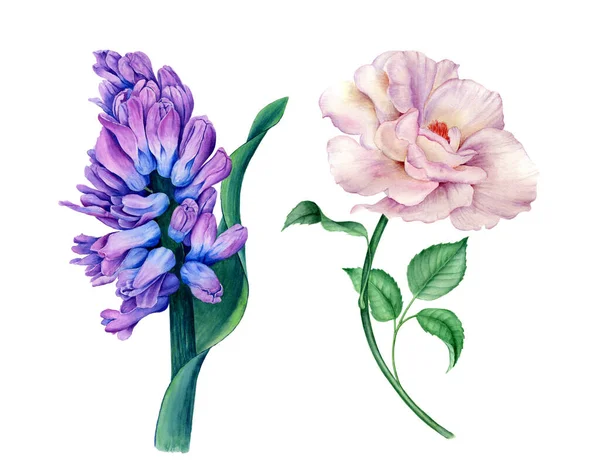 Set Beautiful Flowers Violet Hyacinth White Rose Watercolor Illustration Isolated — Stock Photo, Image
