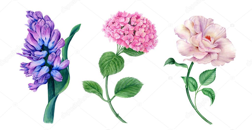 Collection of flowers (violet Hyacinth, white Rose and pink Hydrangea) watercolor illustration isolated on a white background suitable for floral spring designs or wedding or greeting invitation