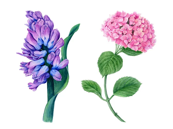 Collection Flowers Violet Hyacinth Pink Hydrangea Watercolor Illustration Isolated White — Stock Photo, Image