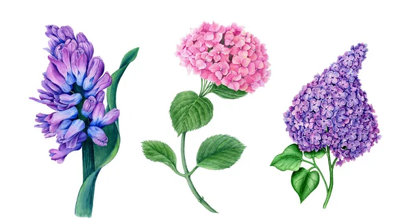 Çiçek Koleksiyonu Menekşe Sümbülü Pembe Ortanca Suluboya Çizimi Çiçekli Bahar — Stok fotoğraf