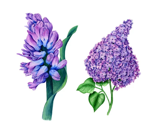 Collection Flowers Violet Hyacinth Violet Syringa Watercolour Illustration Isolated White — Stock Photo, Image