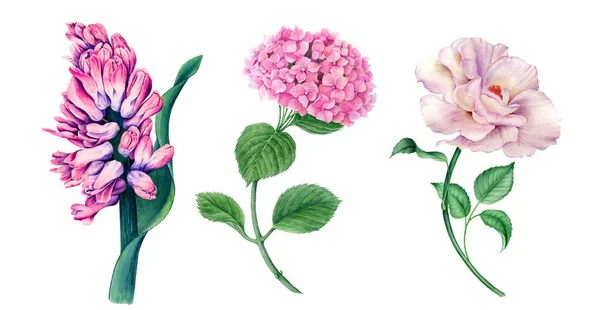 Collection Flowers Pink Hyacinth White Rose Pink Hydrangea Watercolor Illustration — Stock Photo, Image