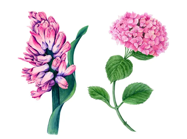 Collection Flowers Pink Hyacinth Pink Hydrangea Watercolor Illustration Isolated White — Stock Photo, Image