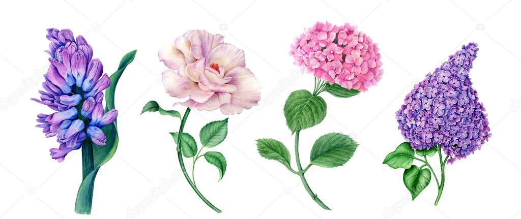 Set of flowers (violet Hyacinth, white Rose, violet Syringa and pink Hydrangea) watercolor illustration isolated on a white background suitable for floral spring designs or wedding or greeting card