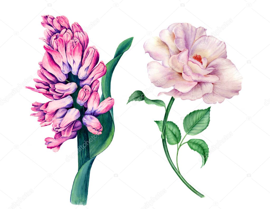 Set of beautiful flowers (pink Hyacinth and white Rose) watercolor illustration isolated on a white background suitable for floral designs, wedding and greeting invitation design