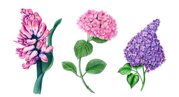 Kolekce Květin Růžová Hyacinth Bílá Růže Růžová Hydrangea Akvarel Ilustrace — Stock fotografie