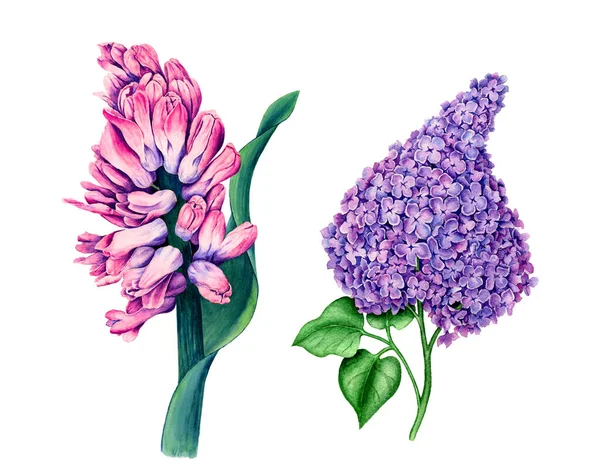 Collection Flowers Pink Hyacinth Violet Syringa Watercolour Illustration Isolated White — Stock Photo, Image