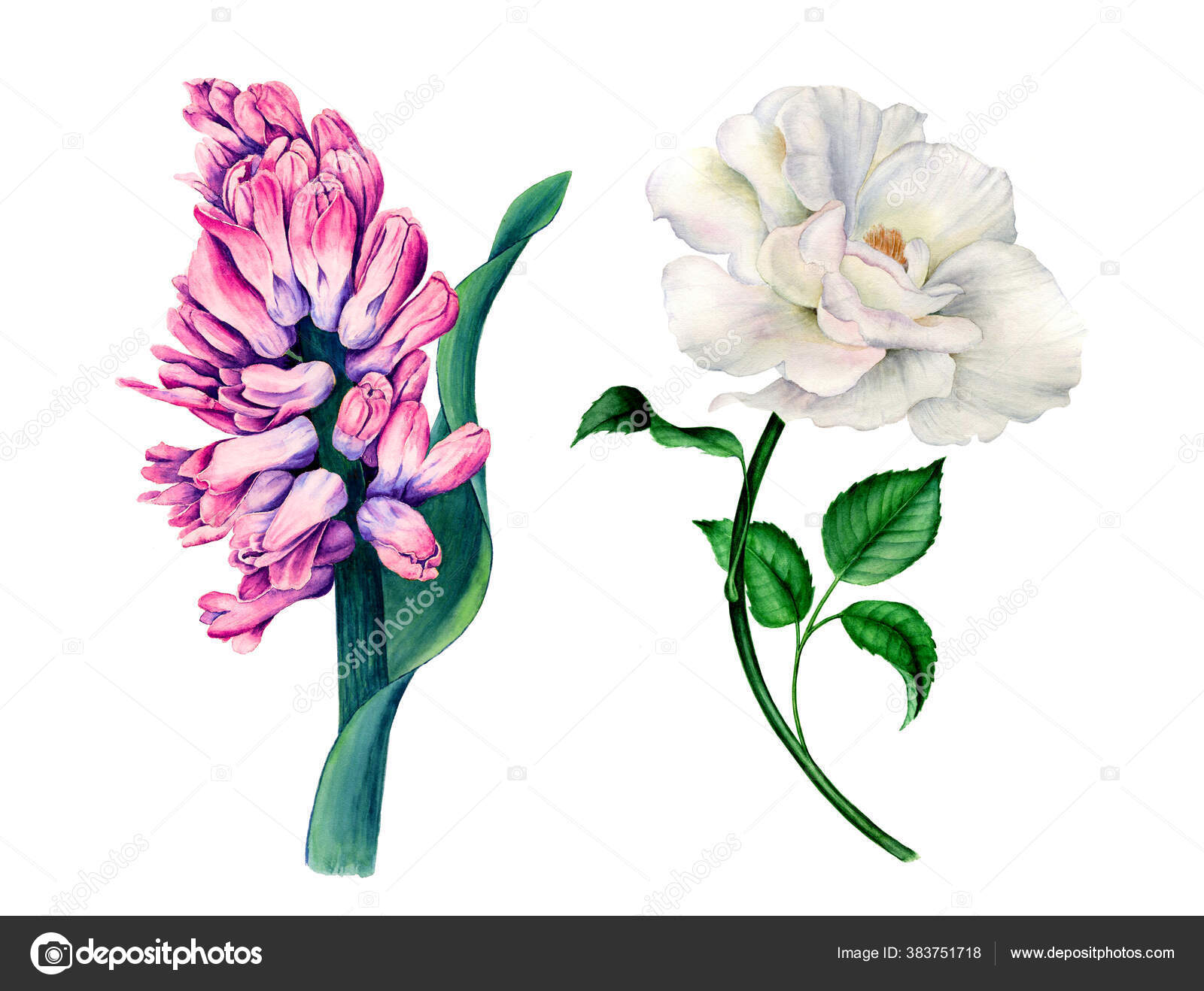 Aquarelle rose blanche images libres de droit, photos de Aquarelle rose  blanche | Depositphotos
