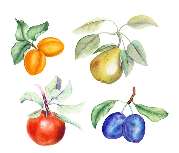 Set Vruchten Abrikoos Peer Appel Pruim Takken Met Groene Bladeren — Stockfoto