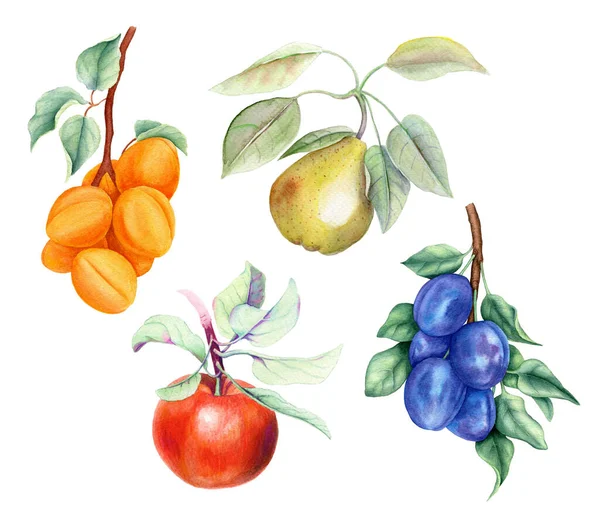 Set Vruchten Abrikoos Peer Appel Pruim Takken Met Groene Bladeren — Stockfoto
