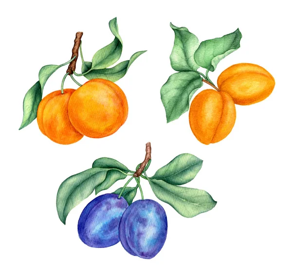 Coleção Ramos Frutas Pêssego Damasco Ameixa Com Folhas Verdes Ilustração — Fotografia de Stock