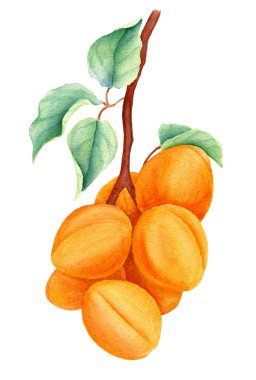 Kayısı dalının yeşil yaprakları beyaz arka planda izole edilmiş suluboya besin tasarımı için uygun.