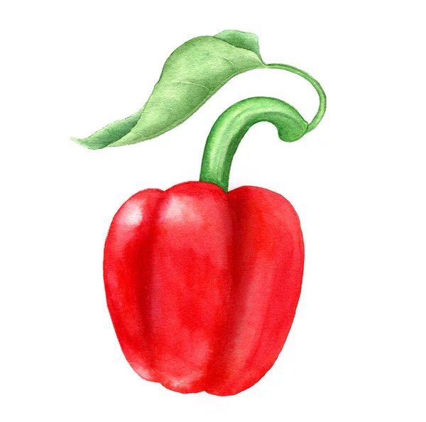 Red Bell Pepper Green Leaf Isolated White Background Watercolor Illustration — Stock Photo, Image