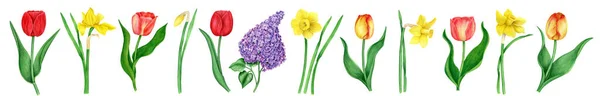 Collection Violet Syringa Flowers Green Leaves Pink Tulips Yellow Narcissus — Stock Photo, Image