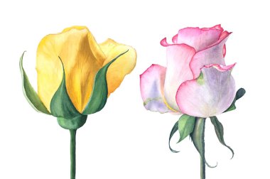 Kırmızı ve pembe güllerin suluboya çizimi düğün davetiyesi için uygun beyaz arka planda izole edildi