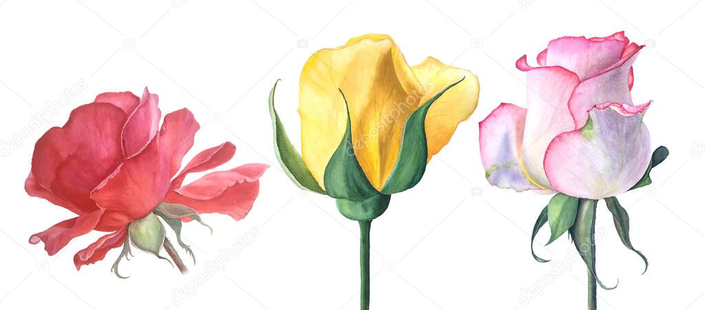 Red, yellow and pink roses watercolor illustration isolated on a white background suitable for wedding invitation cards design or greeting card