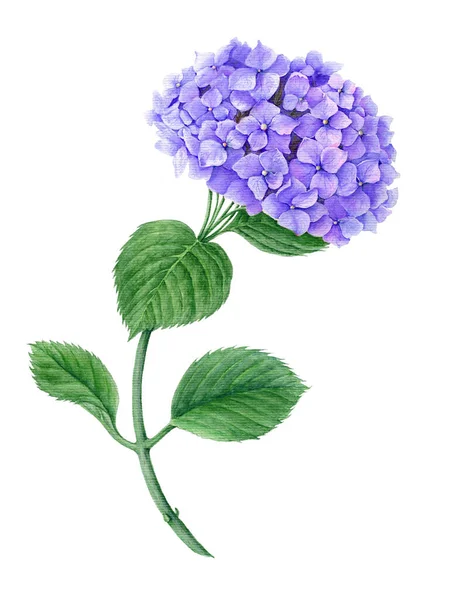 Violeta Hydrangea Acuarela Ilustración Botánica Aislada Sobre Fondo Blanco Adecuado — Foto de Stock