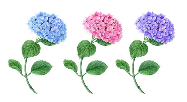 Conjunto Flores Azul Rosa Violeta Hydrangea Acuarela Ilustración Botánica Aislada — Foto de Stock