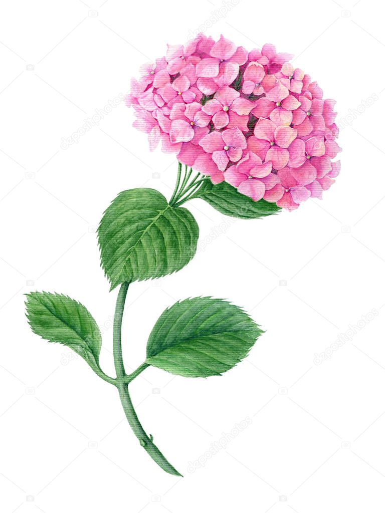 Pink Hydrangea watercolor botanical illustration isolated on a white background suitable for floral or wedding invitation cards design